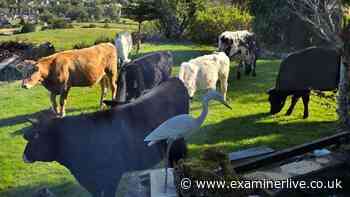 Bradford woman wakes up to 'udderly' bizarre sight as 14 cows invade her garden