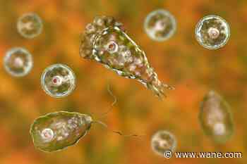 North Carolina teen dies of brain-eating amoeba infection