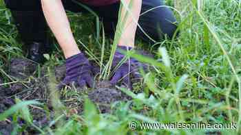 Gardeners urged to avoid making 2 lawn care mistakes in September