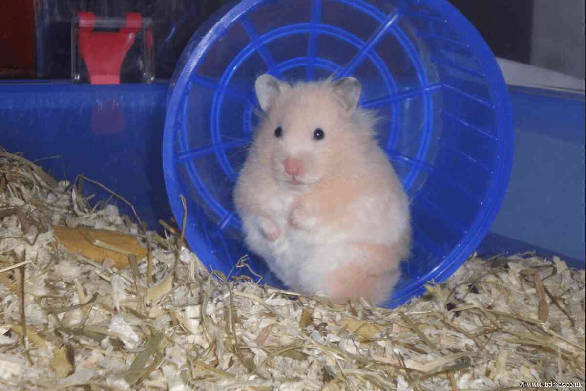 Police Arrest High School Staffer and Two Young Women for Filming Hamster Massacres in Love Hotels