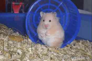 Police Arrest High School Staffer and Two Young Women for Filming Hamster Massacres in Love Hotels