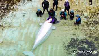 'I tried to say goodbye and tried to tell him I love him': Canada's last captive whales leave Marineland