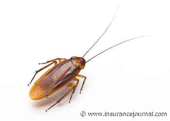 ‘Cockroaches in My Food’ Claim Leads to Insurance Fraud Charge