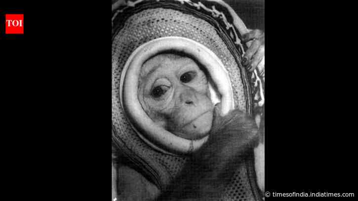 In 1960, NASA launched rhesus monkey Miss Sam on a Mercury escape test at 1,800 mph