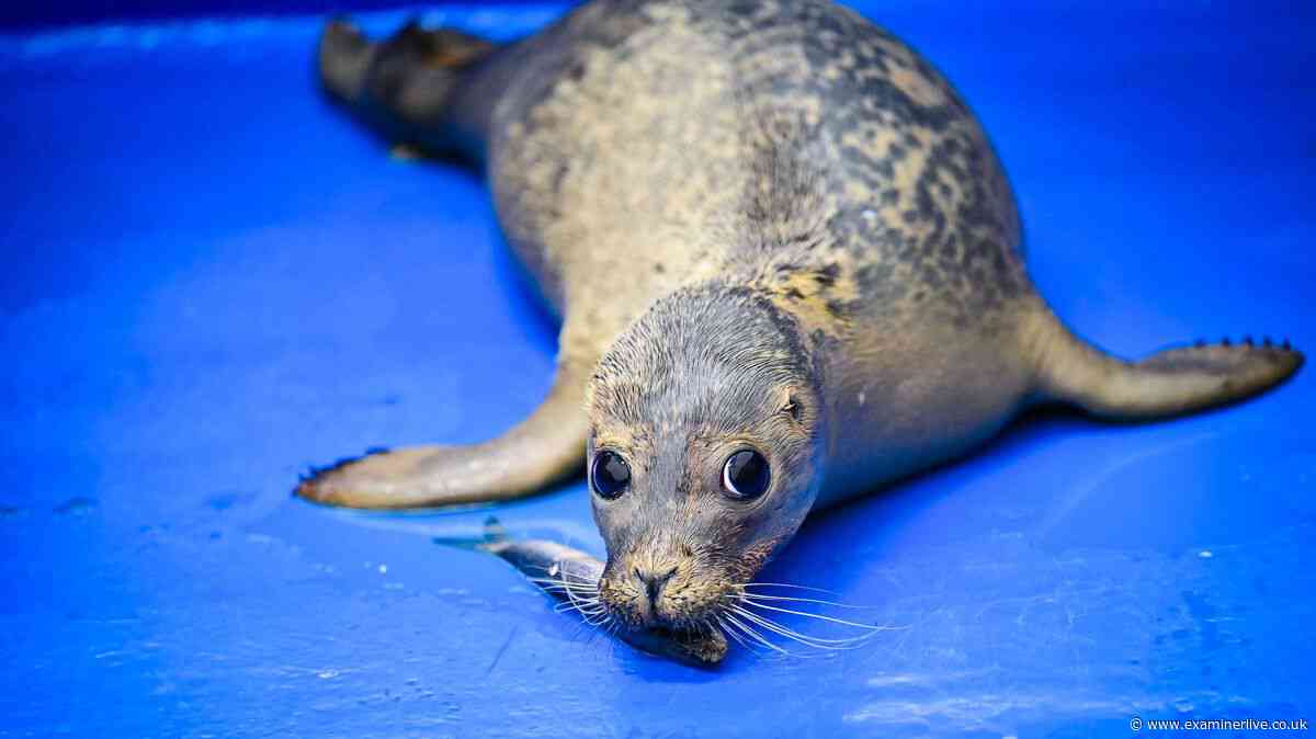 Abandoned Yorkshire seal pup 'Frank Ocean' nursed back with unusual remedy