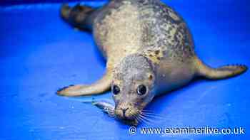 Abandoned Yorkshire seal pup 'Frank Ocean' nursed back with unusual remedy