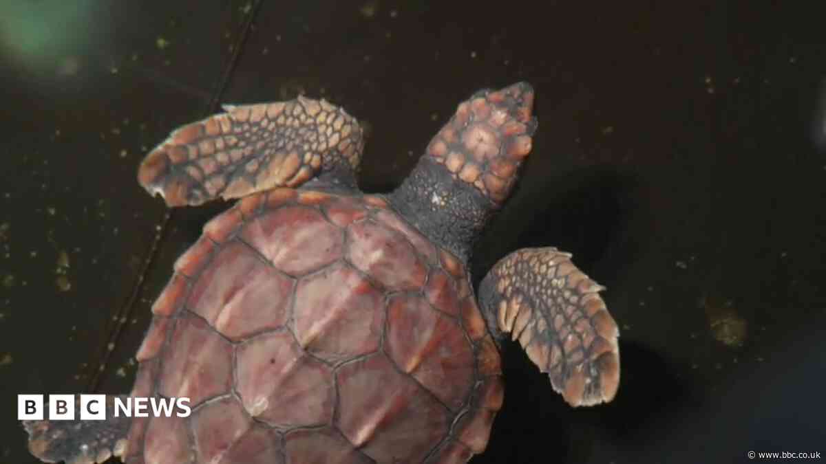 Rescued turtles to be released in the Azores
