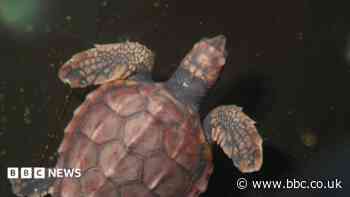 Rescued turtles to be released in the Azores