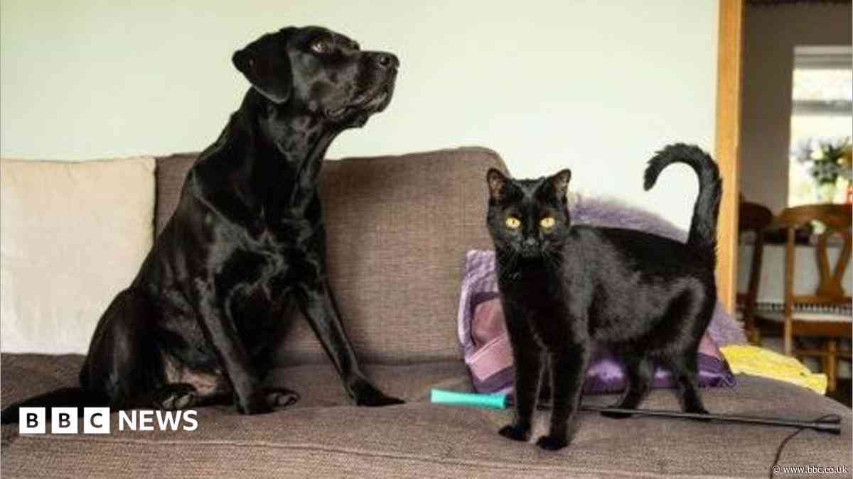 Rescued kitten finds new home after violent attacks