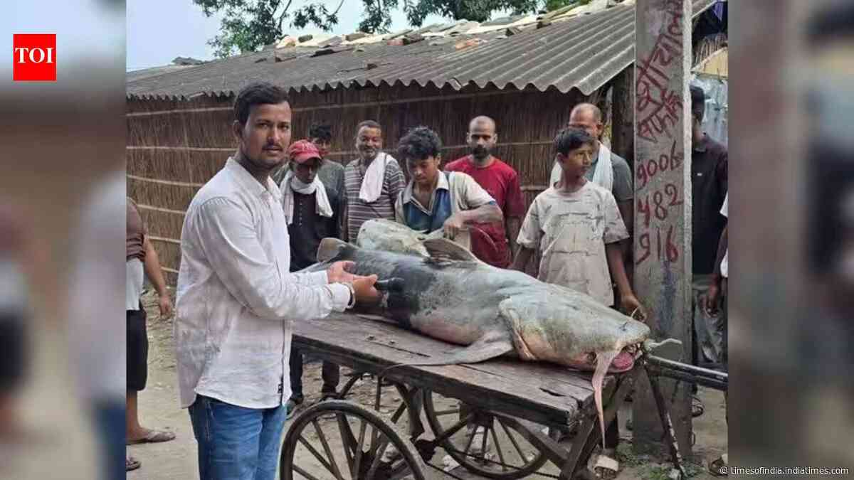Nepal floods bring 'unusual' fish to Bihar, govt warns people not to eat or sell them