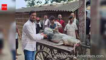 Nepal floods bring 'unusual' fish to Bihar, govt warns people not to eat or sell them