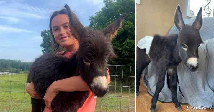 ‘Justice for HeeHaw’ – police shoot and kill baby donkey after it brayed at officer