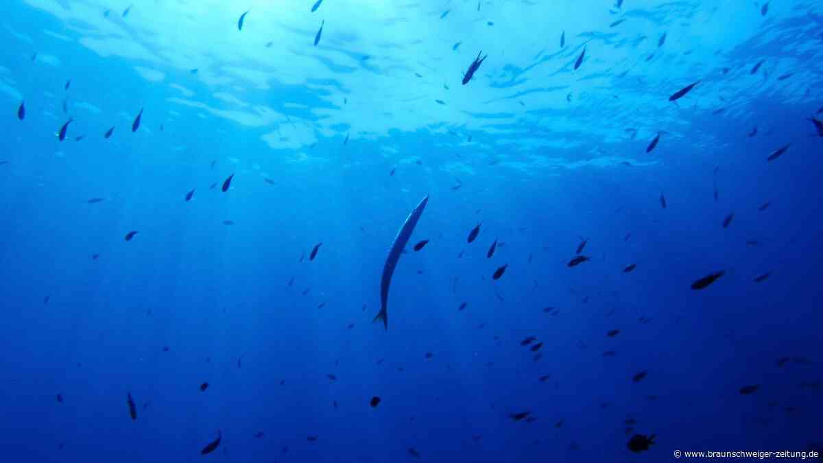 Dieser Hai leuchtet in der Tiefsee – Forscher kennen jetzt den Grund