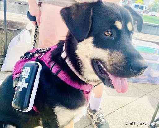 Naloxone saves Vancouver Island dog ‘Birdie’ from potential OD