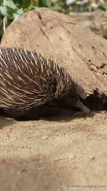 Echidna Pals