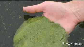 Suspected blue-green algae spotted at Belwood Lake reservoir, Grand River Conservation Authority says