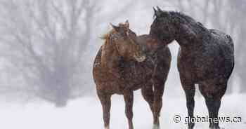 New Brunswick horse virus scare shows need for public large-animal care, says vet