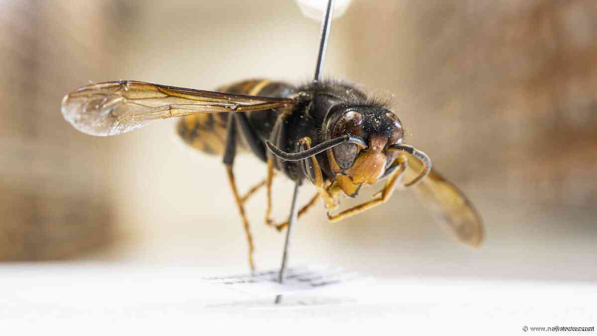 Belg (60) overleden na aanval van nest geelpoothoornaars