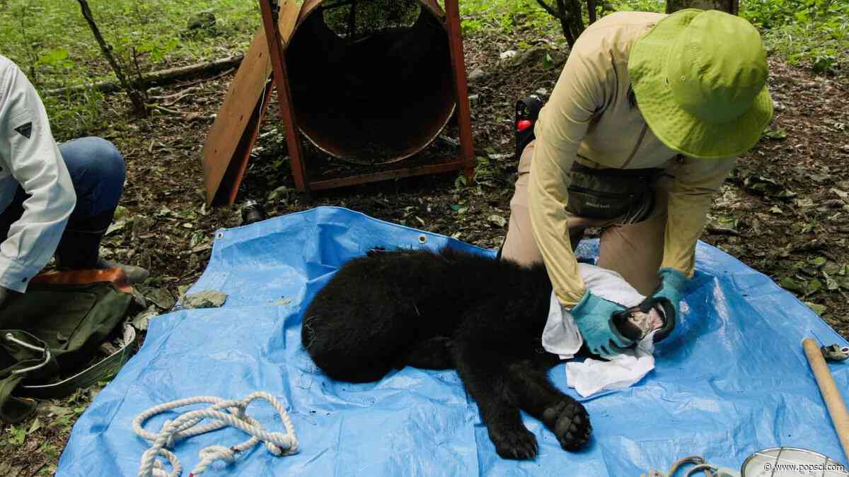 Japan’s continuing bear problems can’t be solved by culling alone