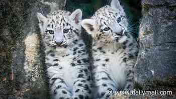 Baby snow leopard cubs Momo and Nima are spotted venturing outside at Hampshire zoo