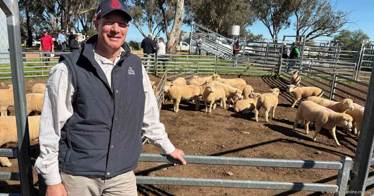 'It's only everything': hot topic affecting sheep production, productivity