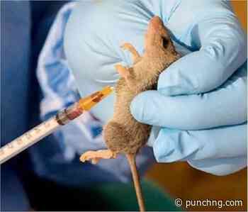 Lassa fever death toll hits 252, cases rise to 1,035 — NCDC