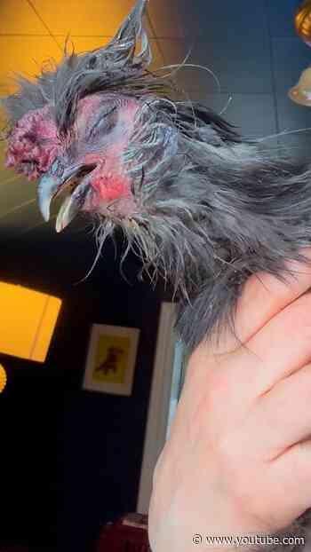 Silkie Rooster Fights Off Raccoon To Protect His Hens | The Dodo