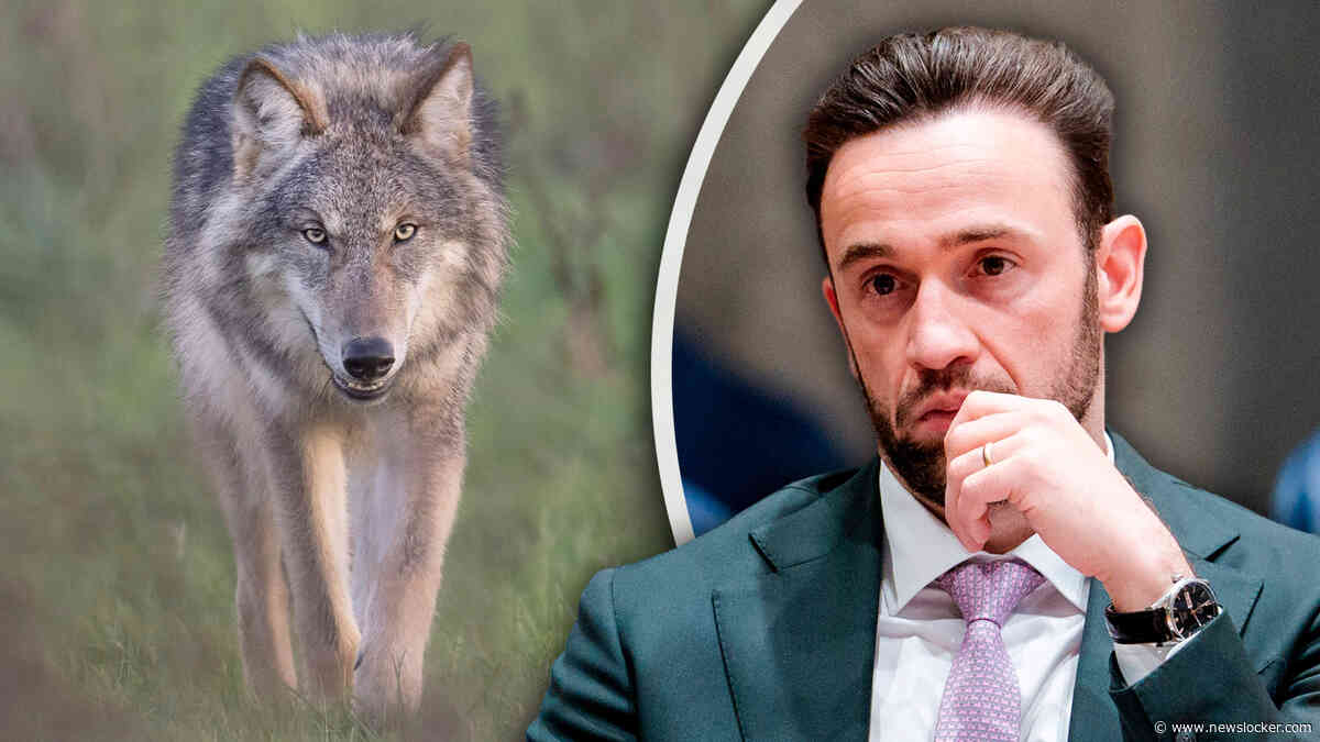 Staatssecretaris Silvio Erkens met dood bedreigd na nieuwe wolvenaanpak