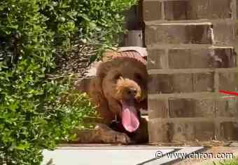 Goldendoodle allegedly left chained in Texas heat sparks 15K calls for justice