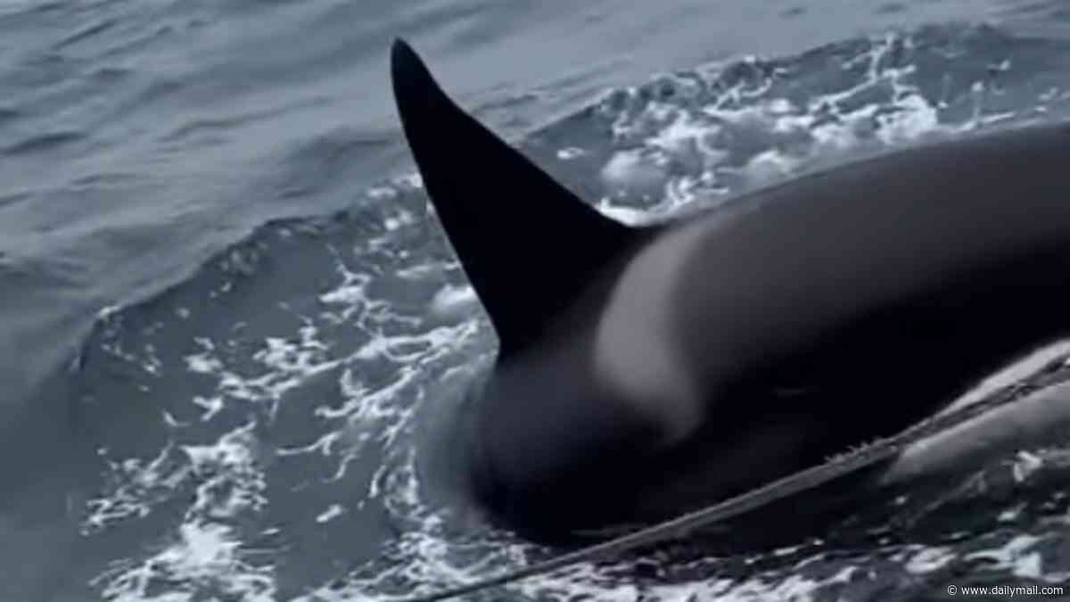 Terrifying moment killer whale pod launches eight-minute attack on sailboat