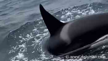 Terrifying moment killer whale pod launches eight-minute attack on sailboat