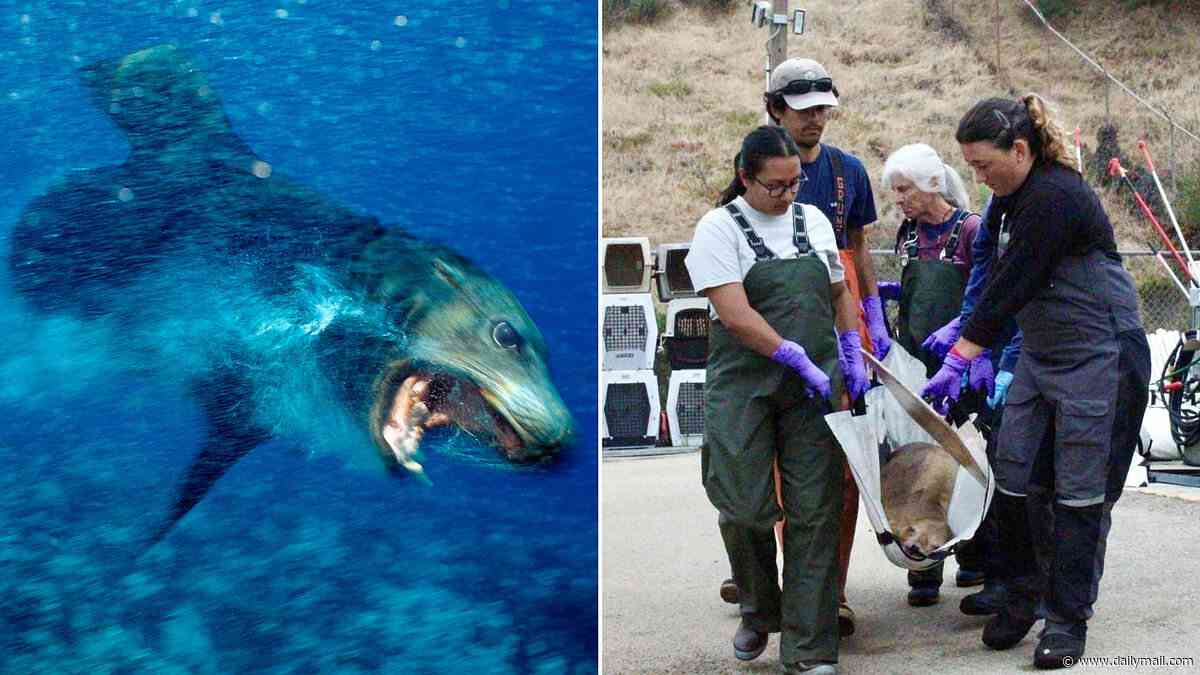 'Demonic' sea lions on West Coast spark alarm over insidious disease spreading to humans