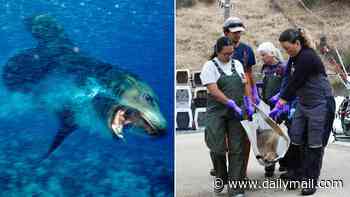 'Demonic' sea lions on West Coast spark alarm over insidious disease spreading to humans
