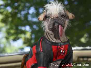 Four-legged Marvel star "Dogpool" comes to the Edmonton Expo