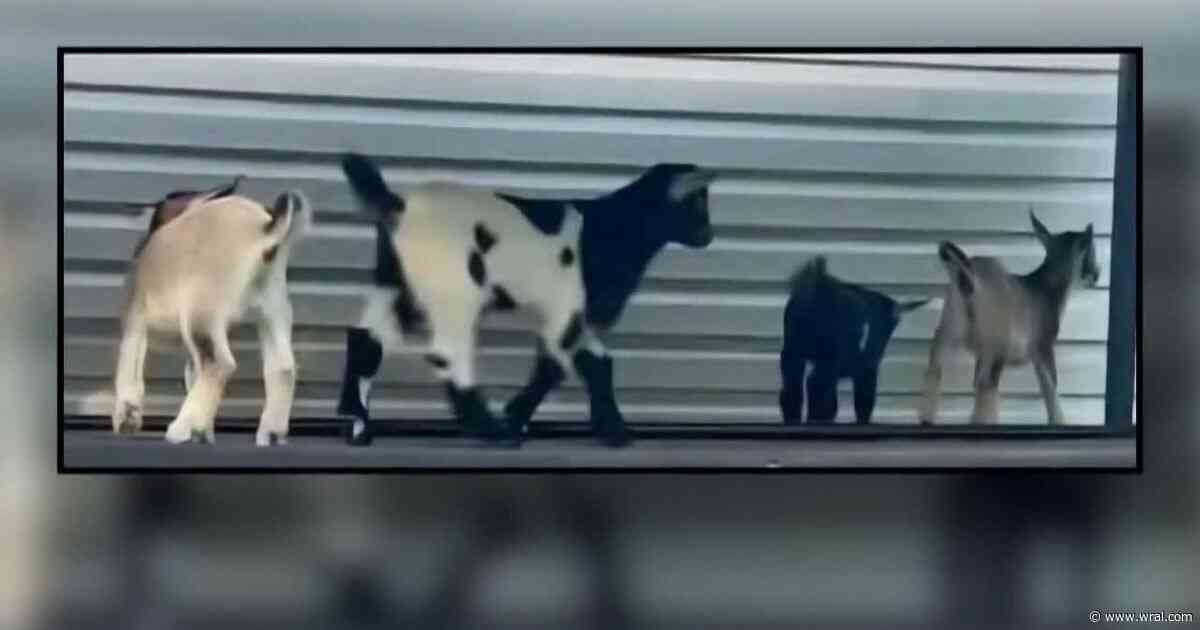 What health experts are saying after rabid goats discovered in NC