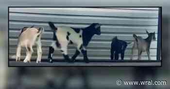 What health experts are saying after rabid goats discovered in NC