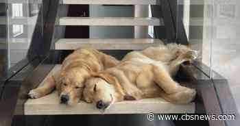 More Americans turning to hospice care for terminally-ill pets