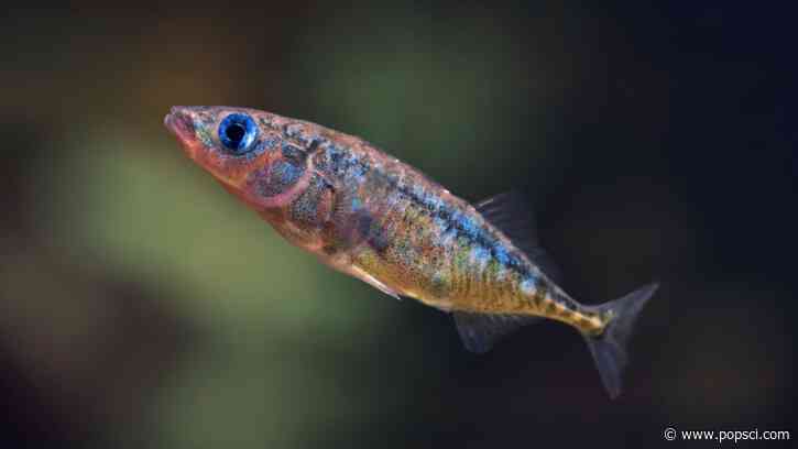 These fish rely on teamwork to find food in murky water