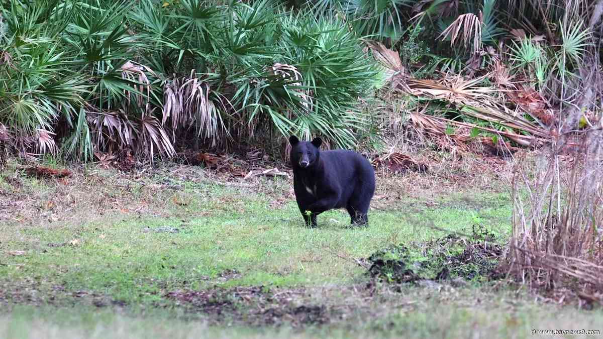 FWC expands bear hunt, increasing number of permits available