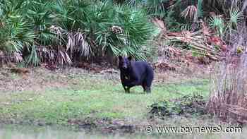 FWC expands bear hunt, increasing number of permits available