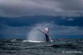 Hoe vinden blauwe vinvissen hun favoriete hapje in die gigantische oceaan? Nou, zo dus