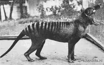 De mythe rond het uitsterven van de Tasmaanse tijger: het was helemaal geen wolf