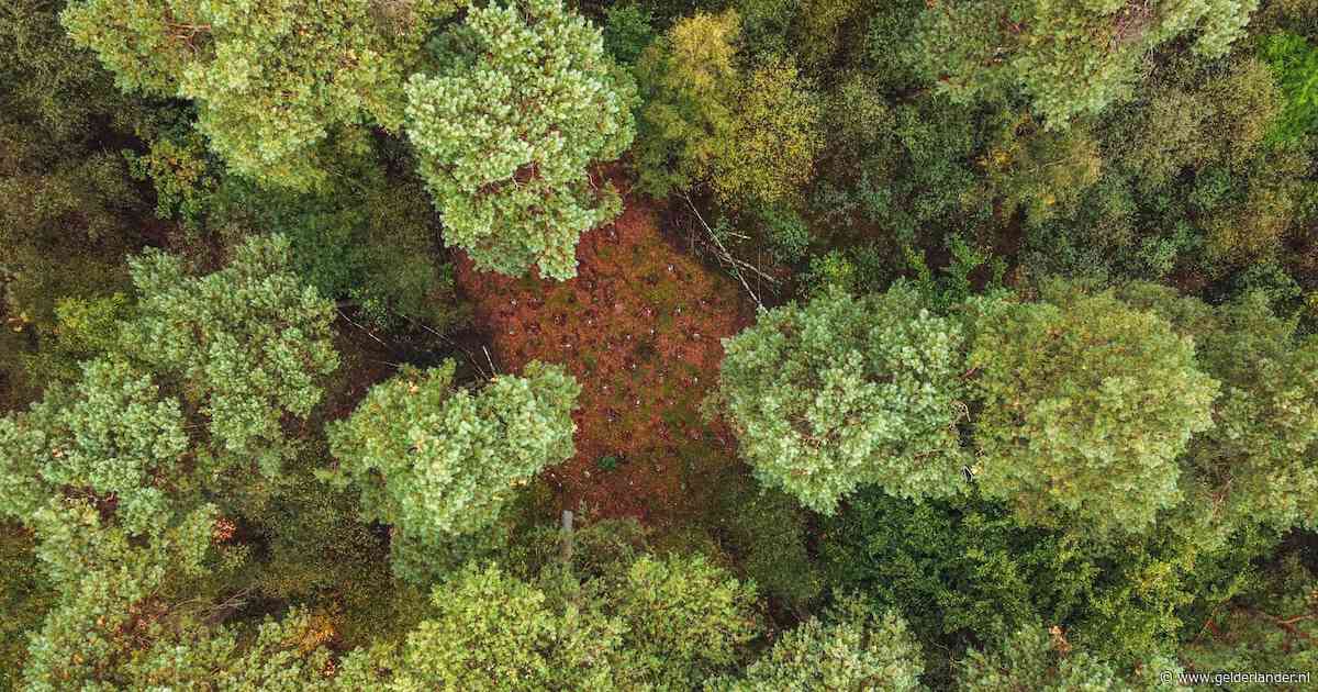 Nederland moet meer bossen krijgen, maar door gebrek aan handhaving verdwijnt er juist natuur