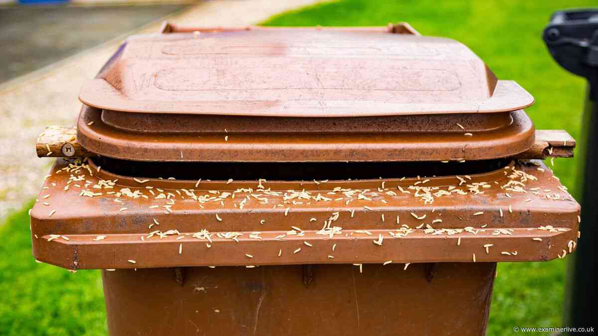 Binman names best way to keep maggots out of your wheelie bin