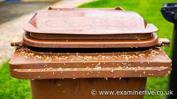 Binman names best way to keep maggots out of your wheelie bin