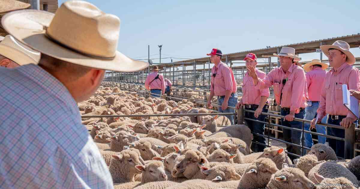 Global lamb market update: how Australia's competitive landscape is shifting