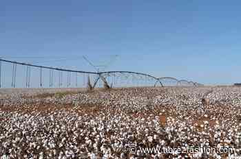 Brazil cotton body urges natural fibre focus in import debate