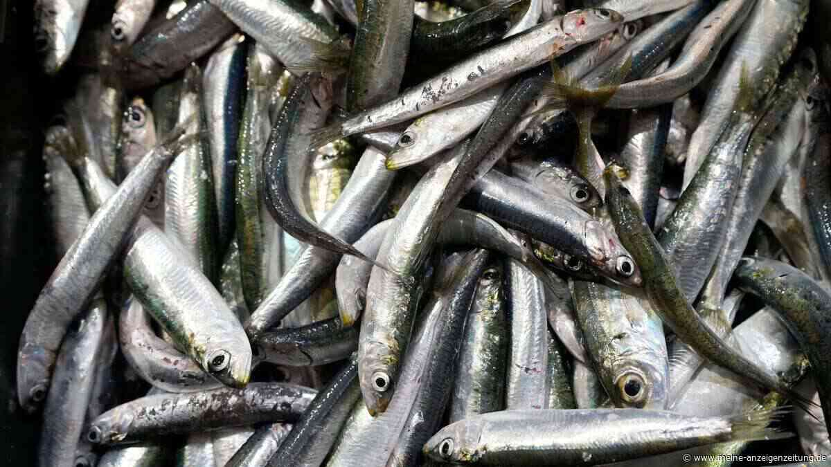 Sardinen in Lebensmittelgeschäften teilweise knapp