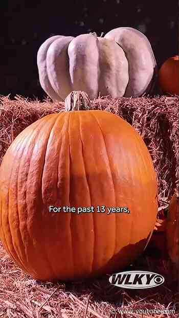 What to expect at Jack's Lantern Trail at Iroquois Park this year