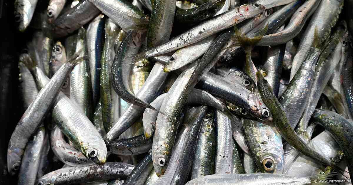 Sardinen in Lebensmittelgeschäften teilweise knapp
